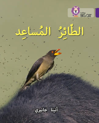 big cat arabic - the helper bird