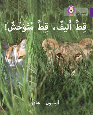 big cat arabic - tame cat, wild cat