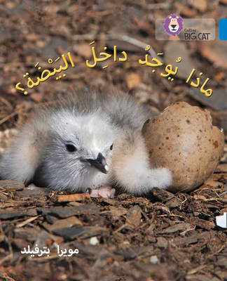 big cat arabic - what's in the egg